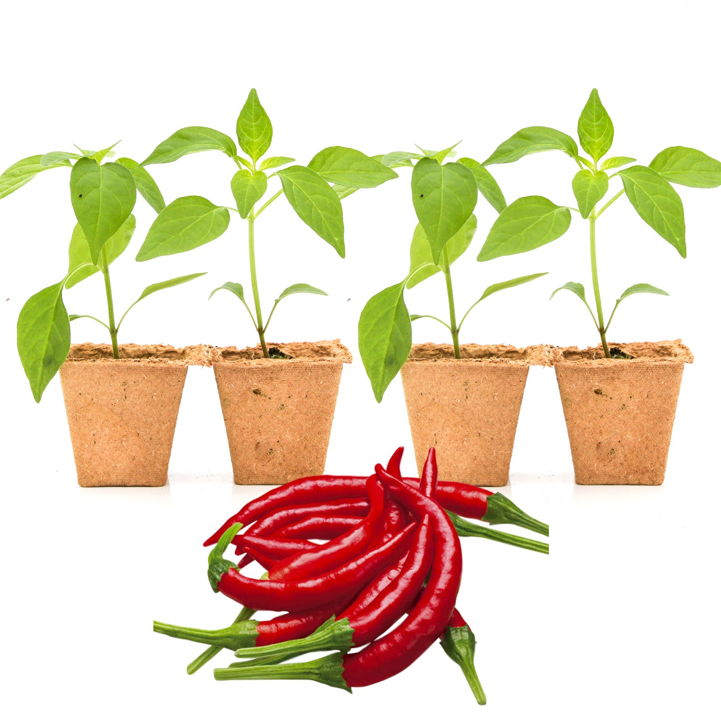 Pepper Joe's Chile De Abrol plants for sale