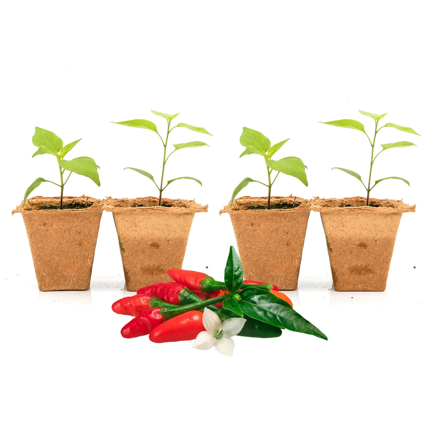 Pepper Joe's Chile Pequin seedlings for sale