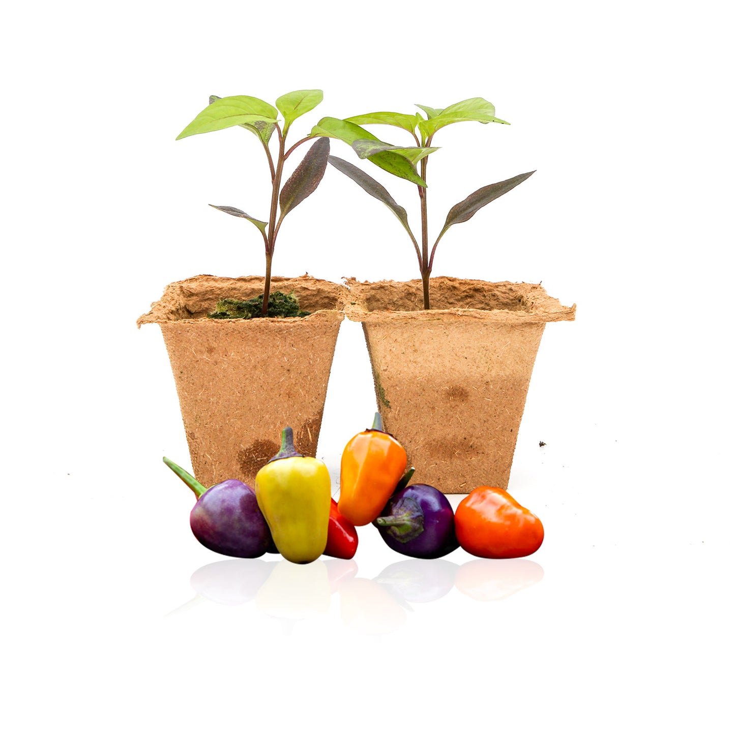 Pepper Joe's Chinese 5 Color pepper plants for sale