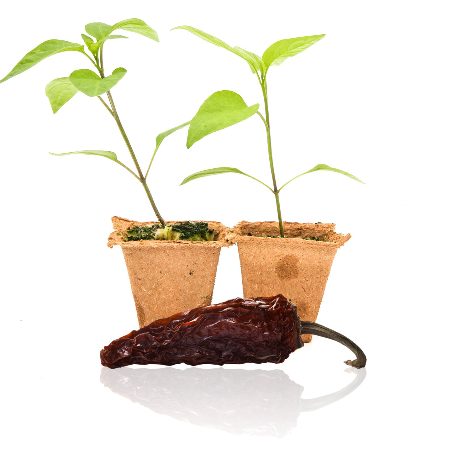 Pepper Joe's Chipotle Jalapeno pepper plants for sale