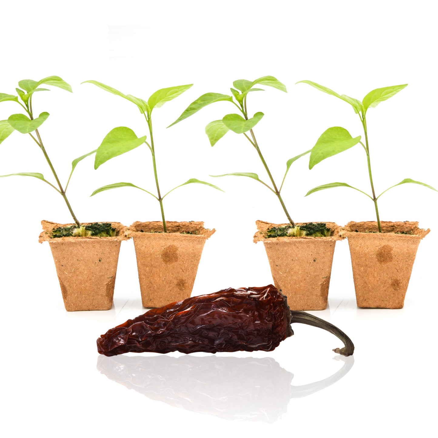 Pepper Joe's Chipotle Jalapeno seedlings for sale
