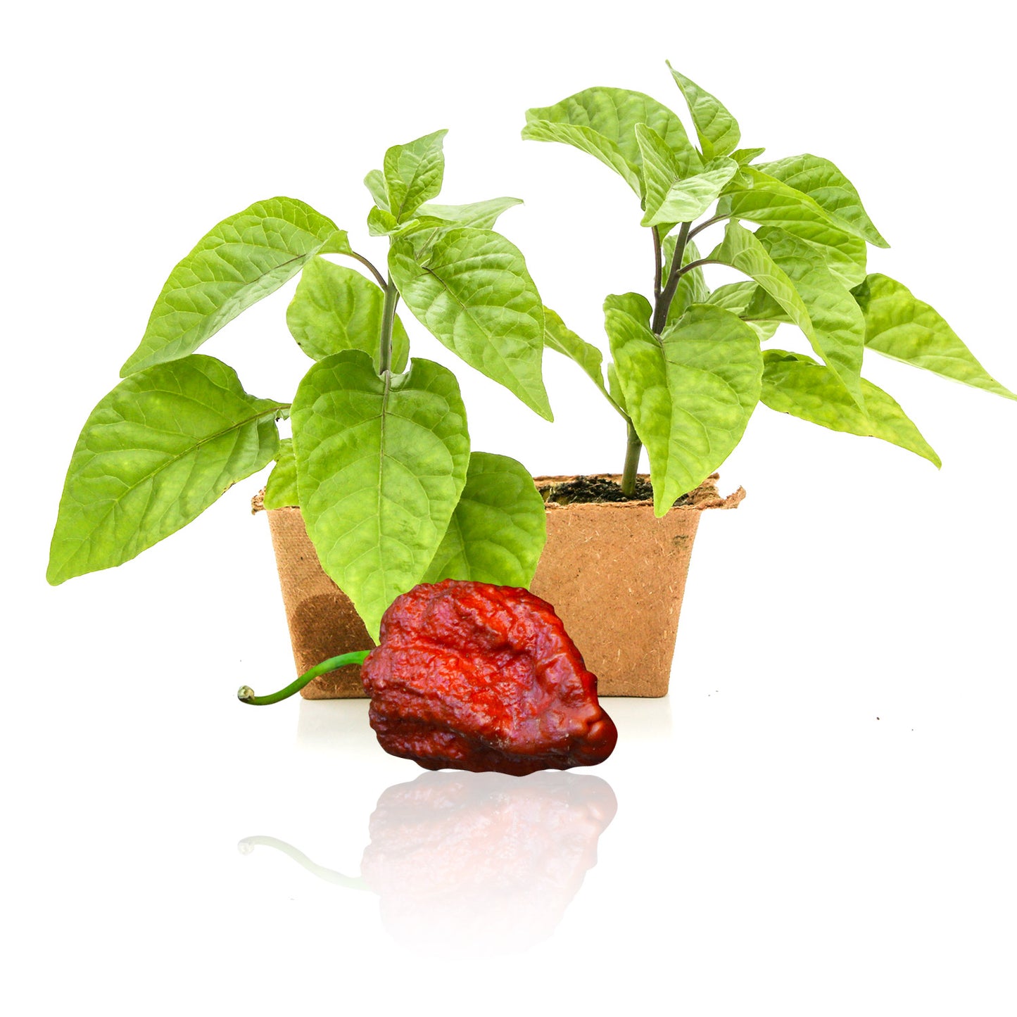 Pepper Joe's Apocalypse Scorpion Chocolate pepper plants for sale