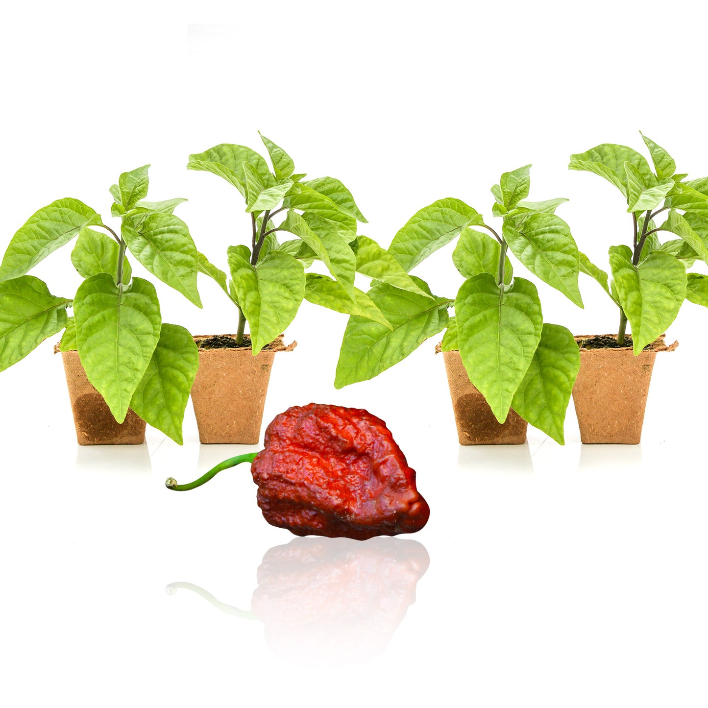 Pepper Joe's Apocalypse Scorpion Chocolate plants for sale