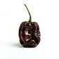 Chocolate Habanero - Hot Pepper - Pepper Joe's