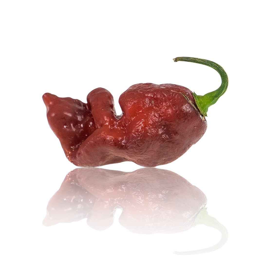 Pepper Joe's gator jigsaw chocolate pepper seeds - pepper pod on white background