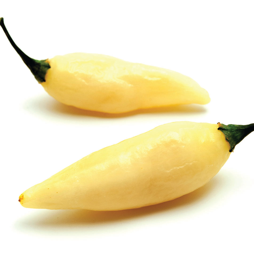 Pepper Joe's Coyote Zan White pepper seeds - White Coyote Zan peppers on white background