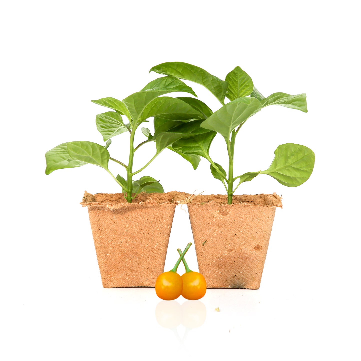 Pepper Joe's Demon Gold Drop Pepper Plant for sale