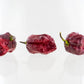 Pepper Joe's Orion chili seeds - three Orion peppers on white background