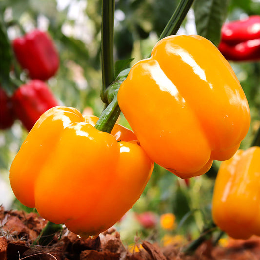 Flavorburst Pepper Seeds Sweet