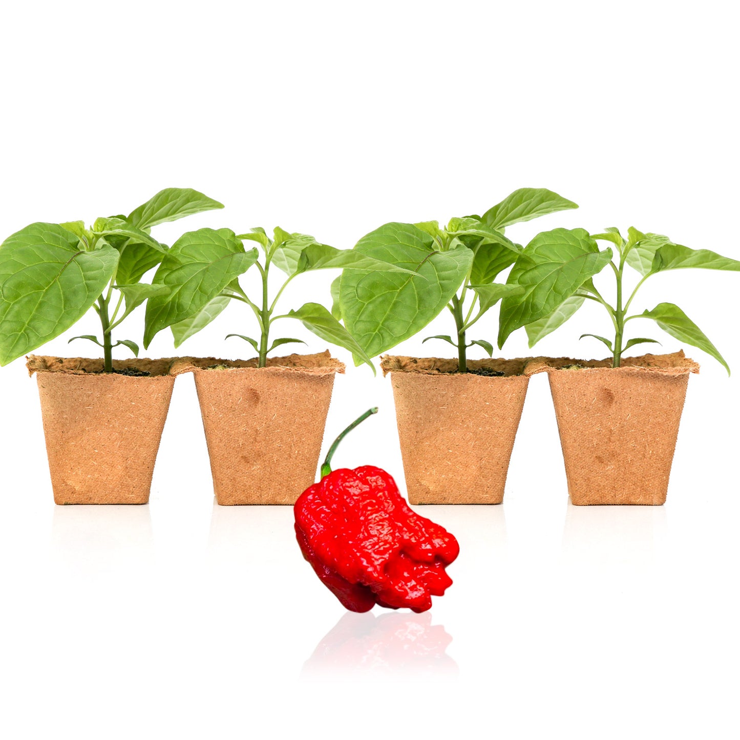 Pepper Joe's Genghis Khan Brain seedlings for sale