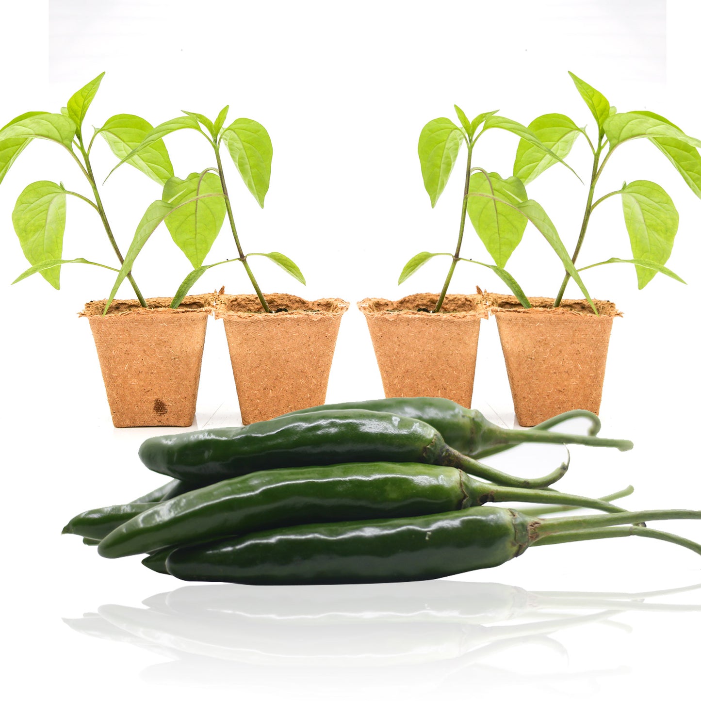 Pepper Joe's Giant Jalapeno seedlings for sale