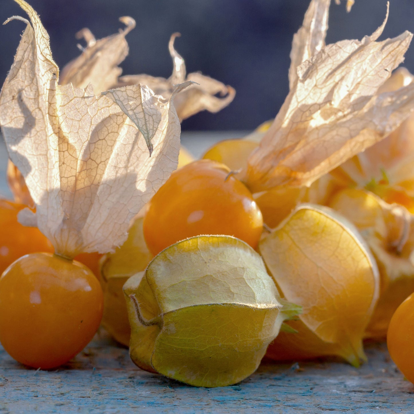 Pepper Joe's Goldie Husk Tomatillo Seeds