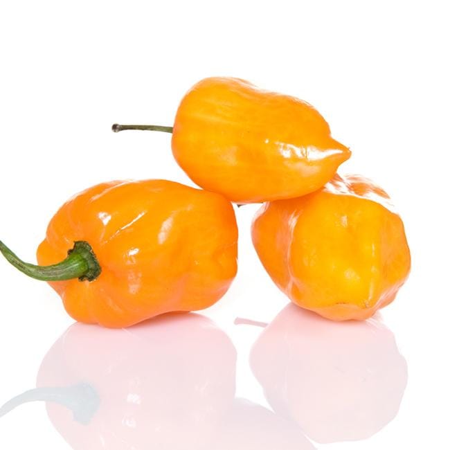 Pepper Joe's habanero golden pepper seeds - golden habaneros on white background