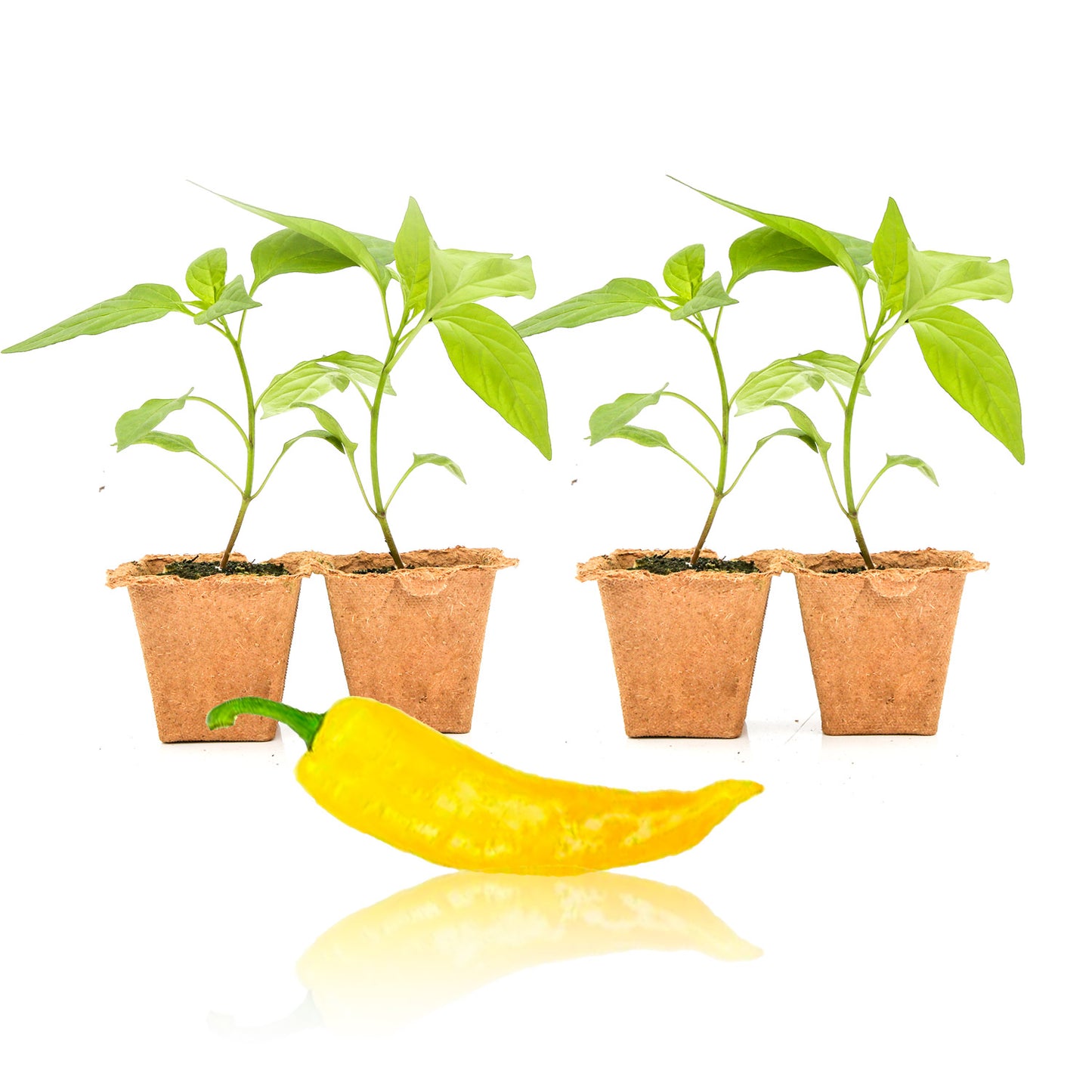 Pepper Joe's Golden Greek Pepperoncini seedlings for sale