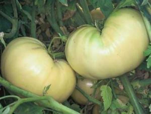 Great White Tomato Seed