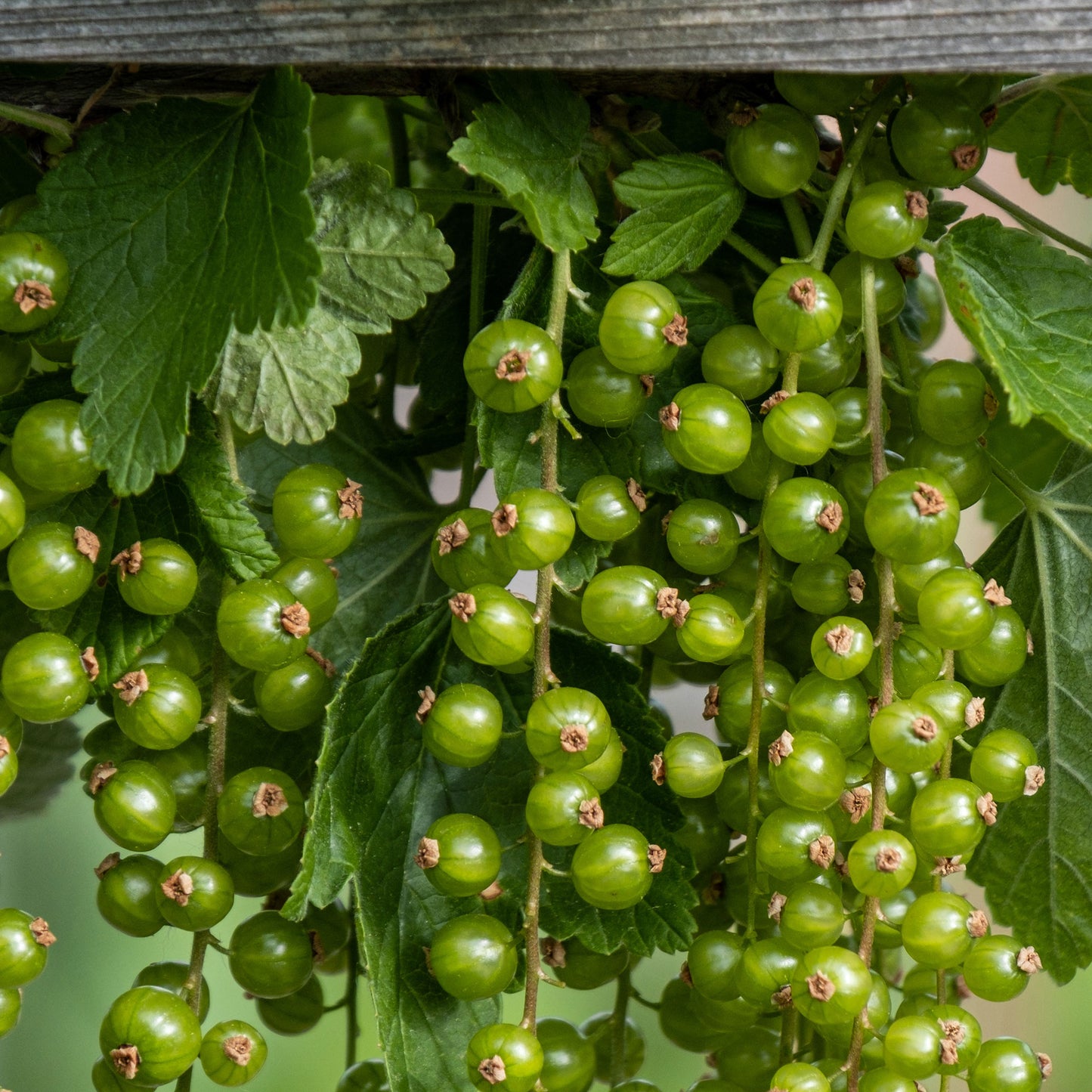 Pepper Joe's Green Grape Tomato Seeds