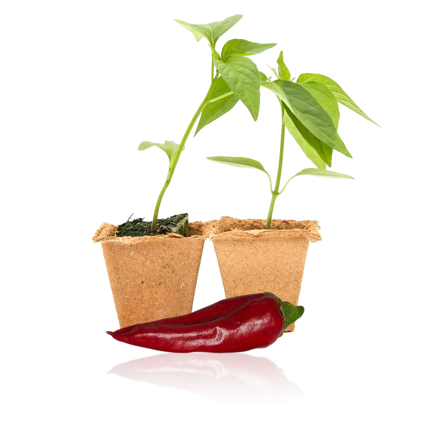 Pepper Joe's Guajillo pepper plants for sale