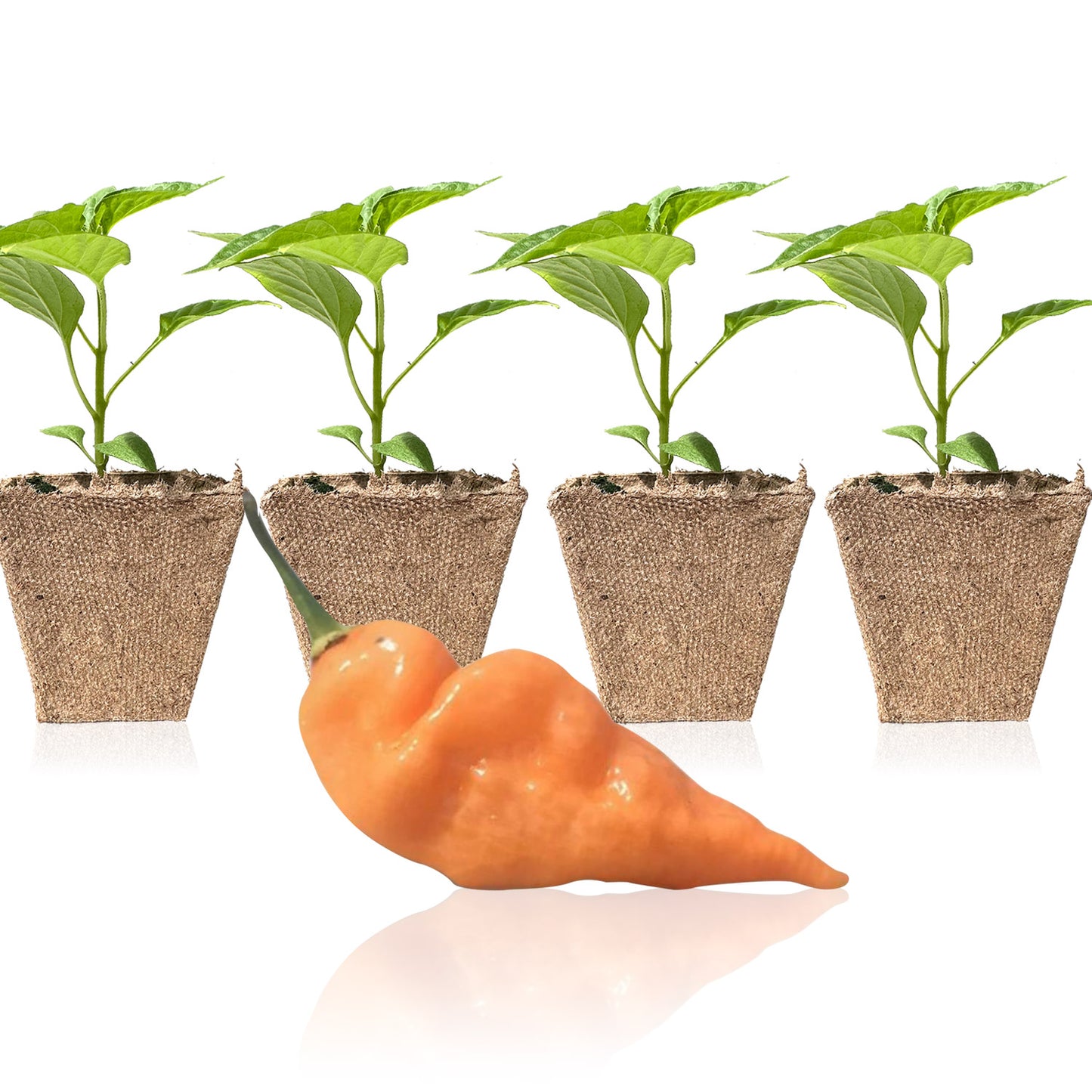 Pepper Joe's Habanada seedlings for sale