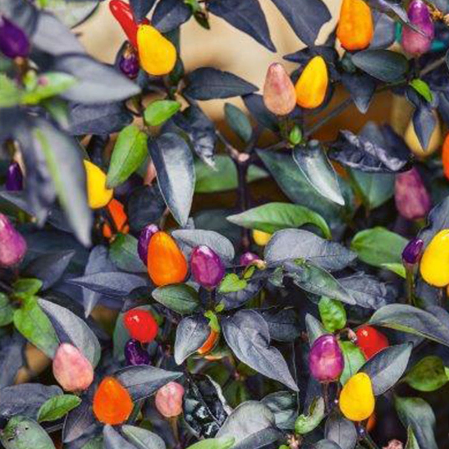 Pepper Joe's Autumn Time Pepper Seeds