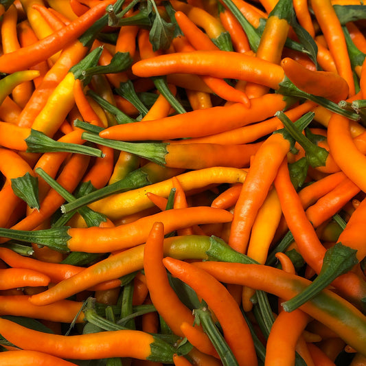 Pepper Joe's Orange Cayenne Pepper Seeds