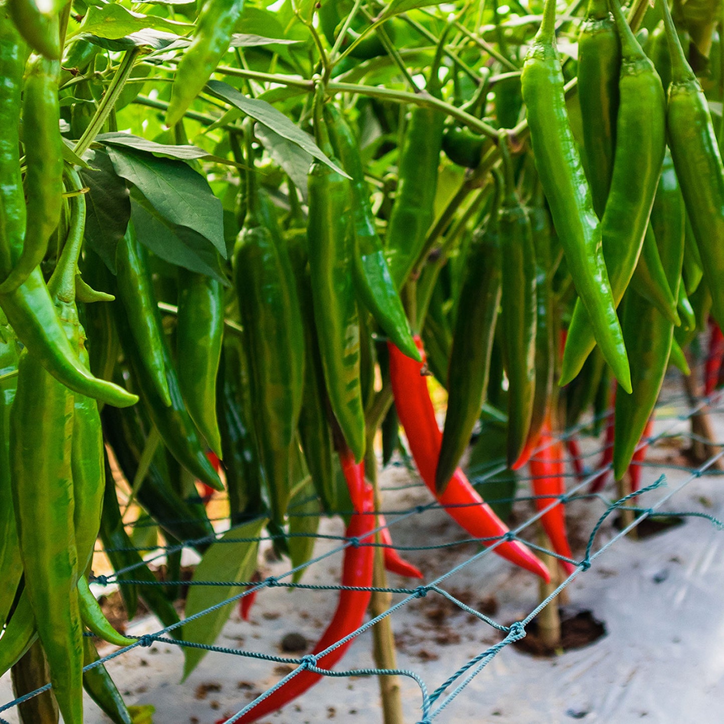 Pepper Joe's Thai Scorpion F1 Pepper Seeds