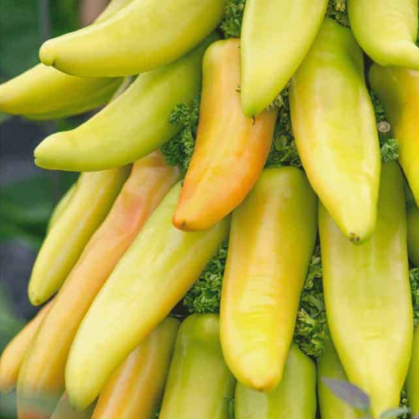 Pepper Joe's Mexican Sunrise F1 Pepper Seeds