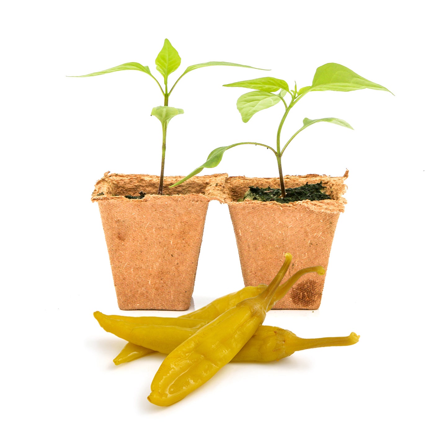 Pepper Joe's Italian Pepperoncini Pepper Plants for sale