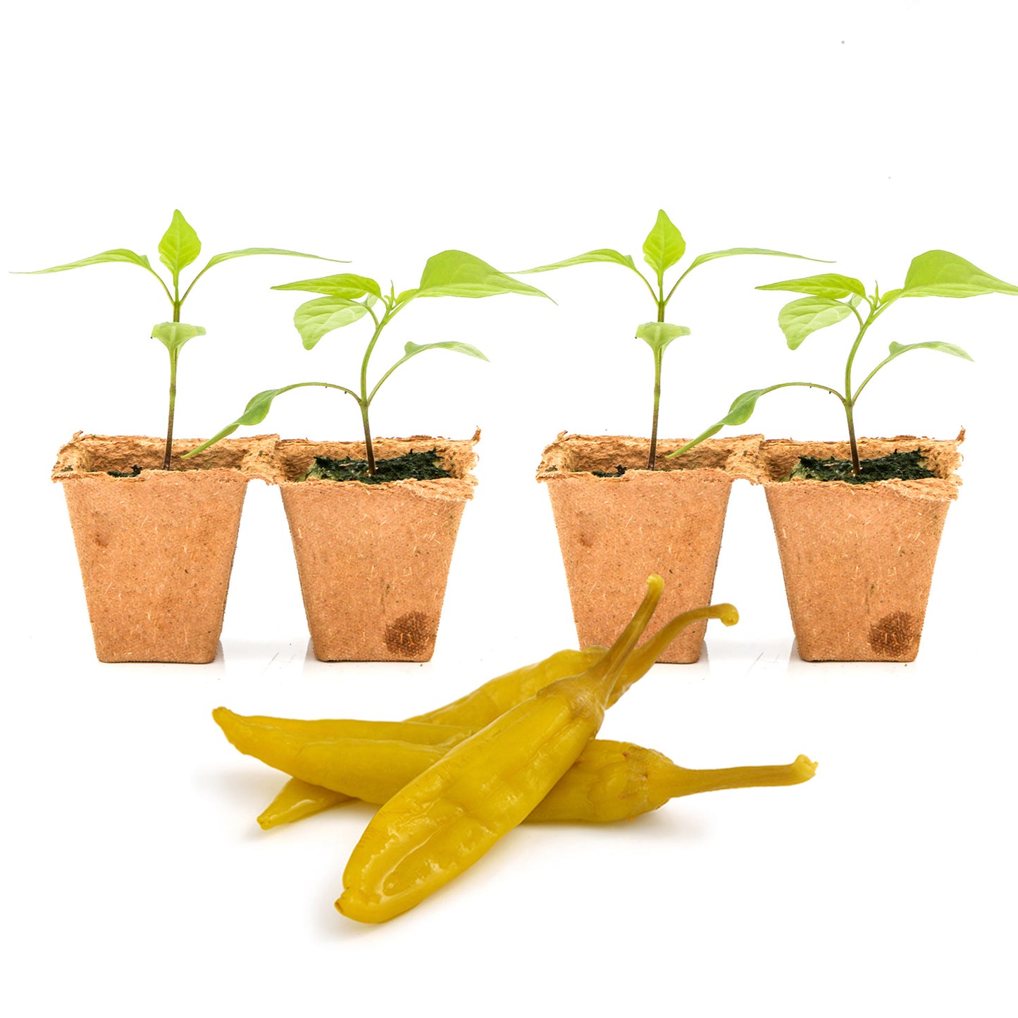 Pepper Joe's Italian Pepperoncini seedlings for sale