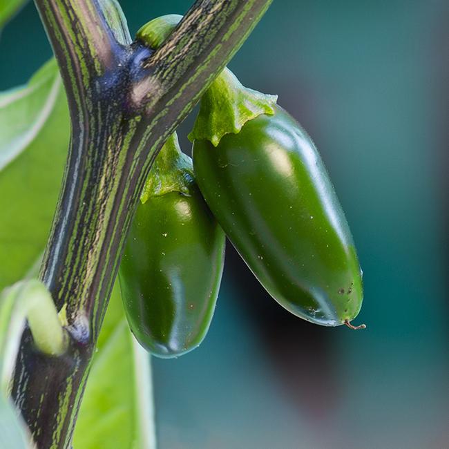jalapeno plants from seed Pepper Joe's Jalapeno Pepper Seeds