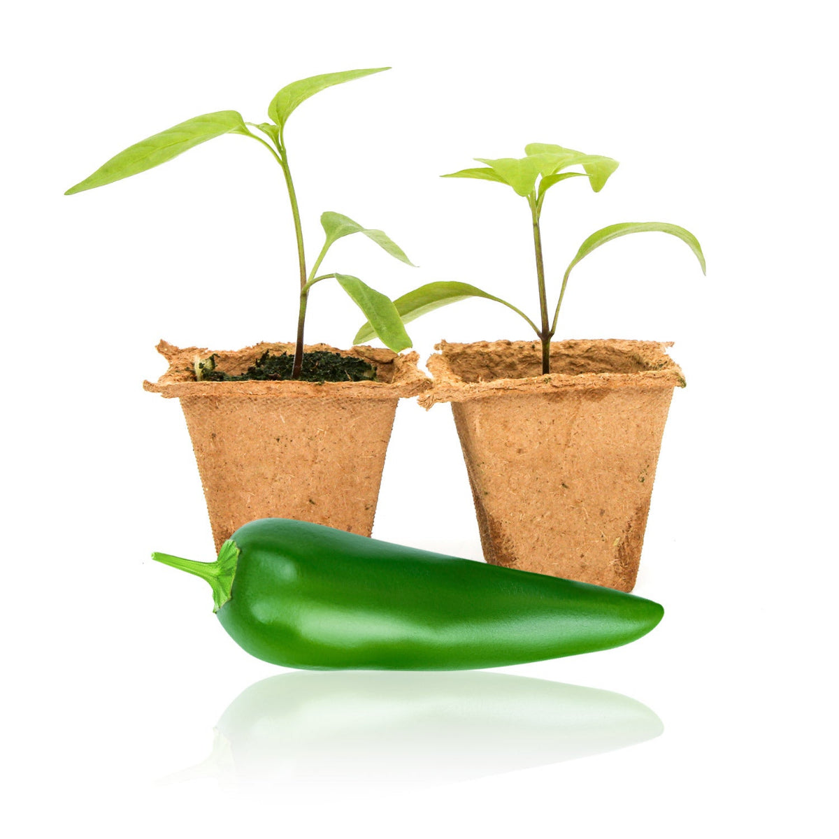can i plant jalapeno peppers in a pot Jedi Jalapeno Pepper Plants – Pepper Joe's