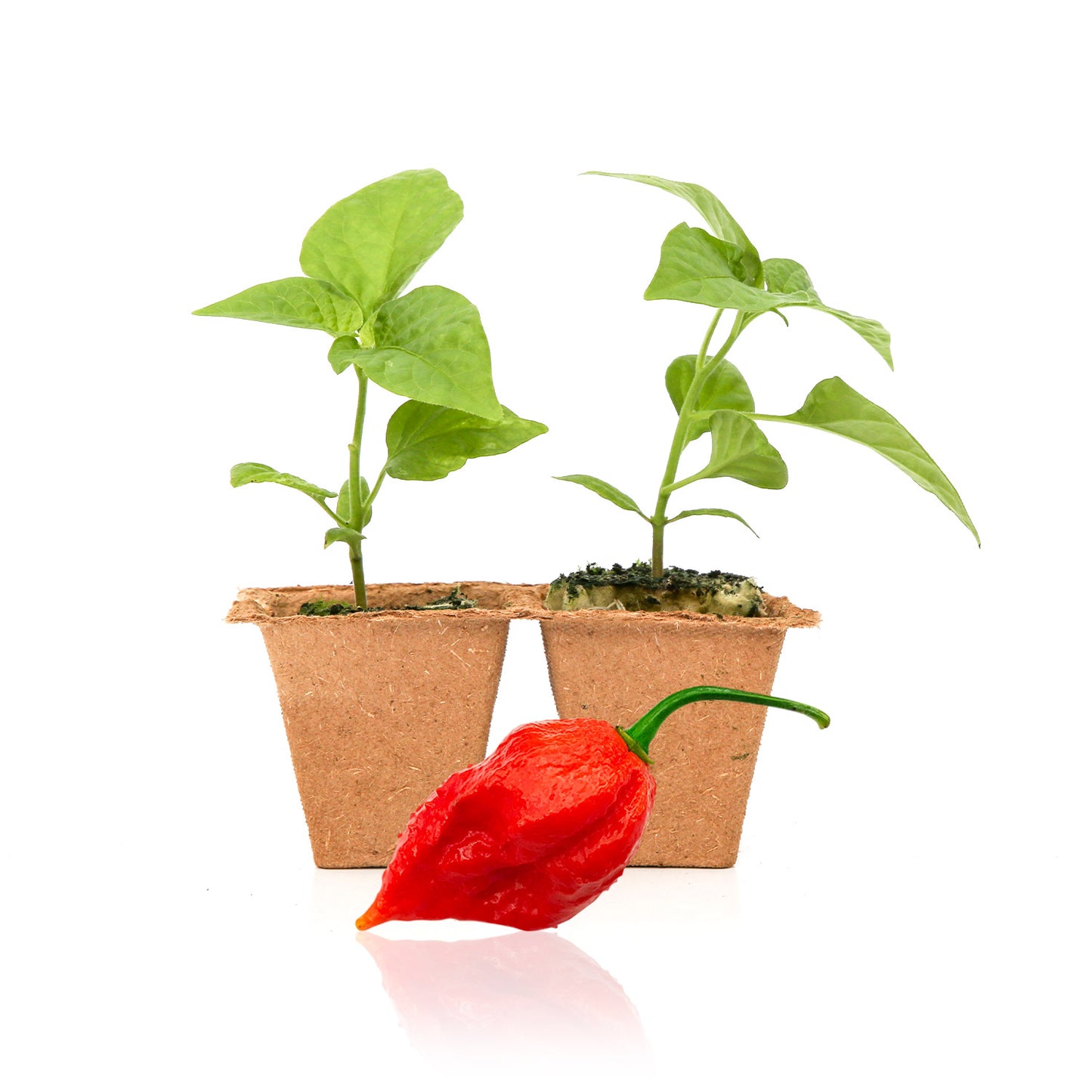 Pepper Joe's Jigsaw pepper plants for sale