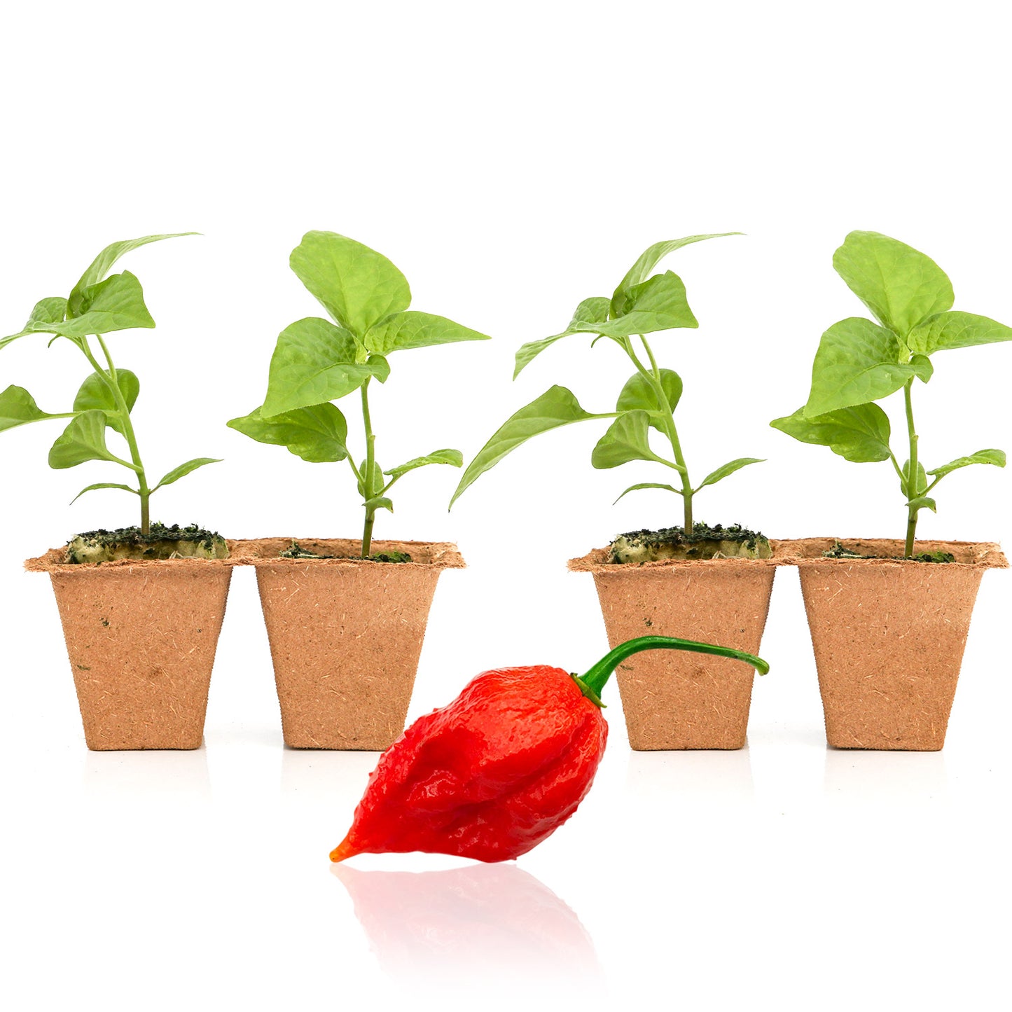 Pepper Joe's Jigsaw seedlings for sale