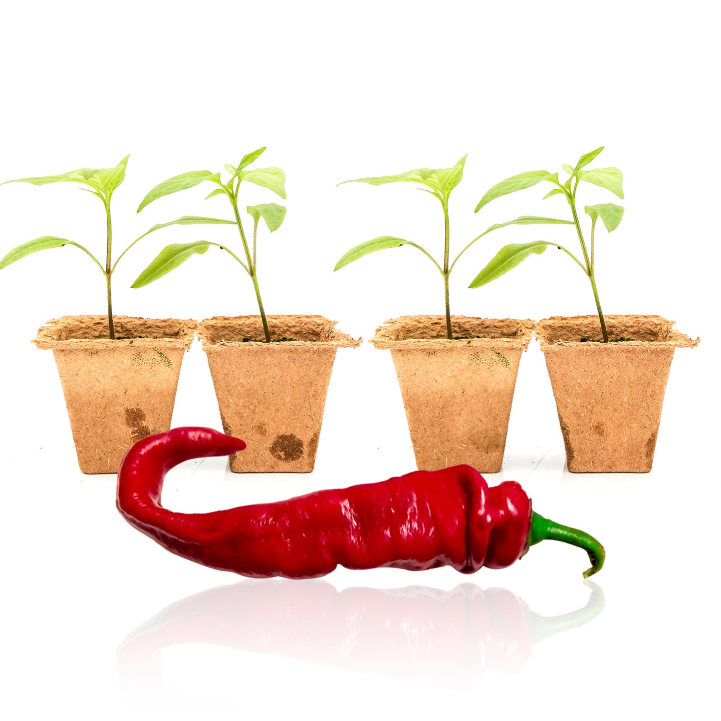 Pepper Joe's Jimmy Nardello seedlings for sale