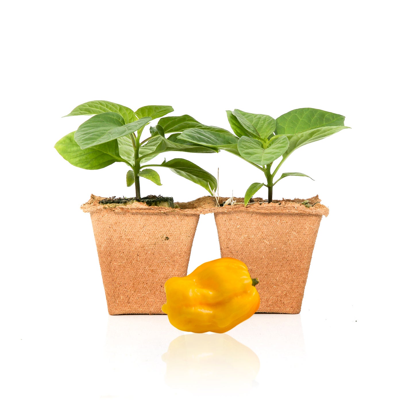 Pepper Joe's Lemon Habanero Pepper Plants for sale