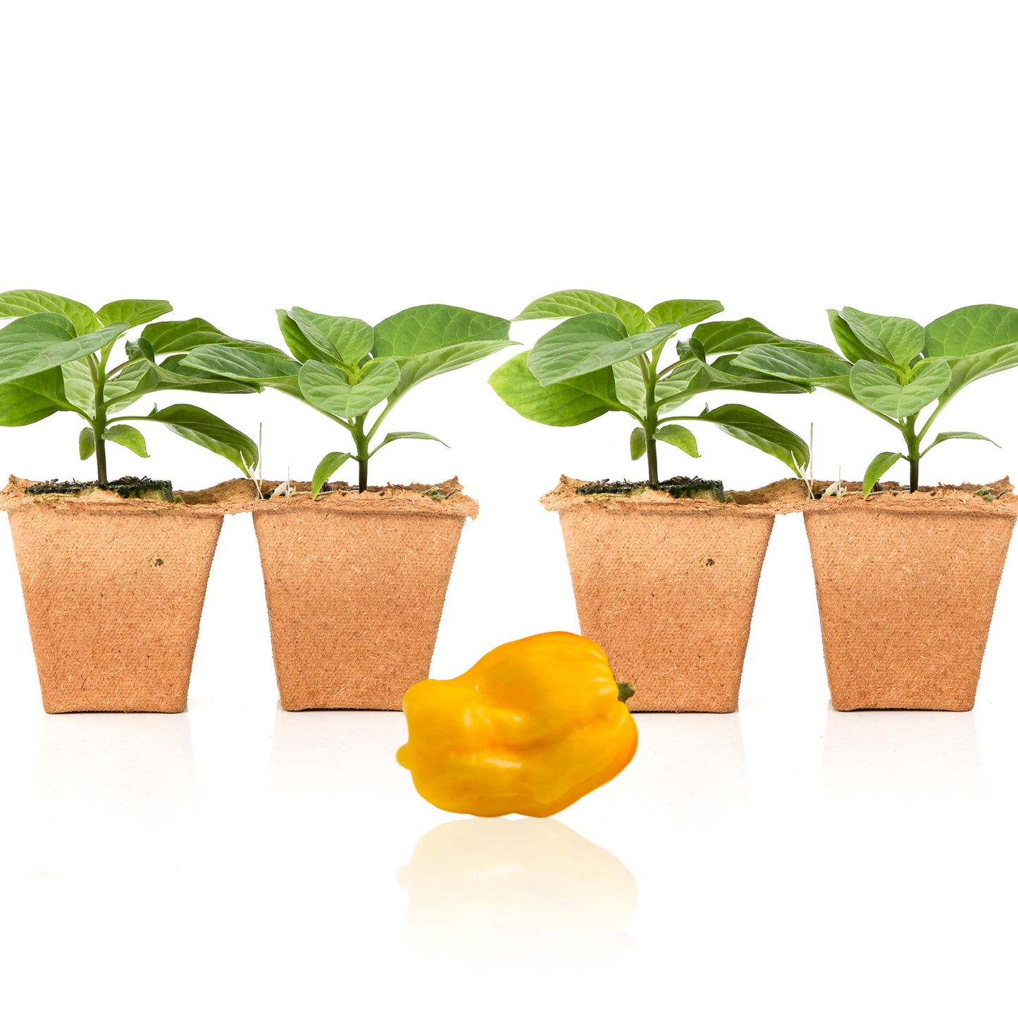 Pepper Joe's Lemon Habanero seedlngs for sale