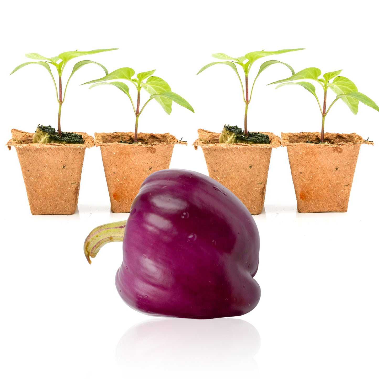 Pepper Joe's Lilac Bell seedlings for sale
