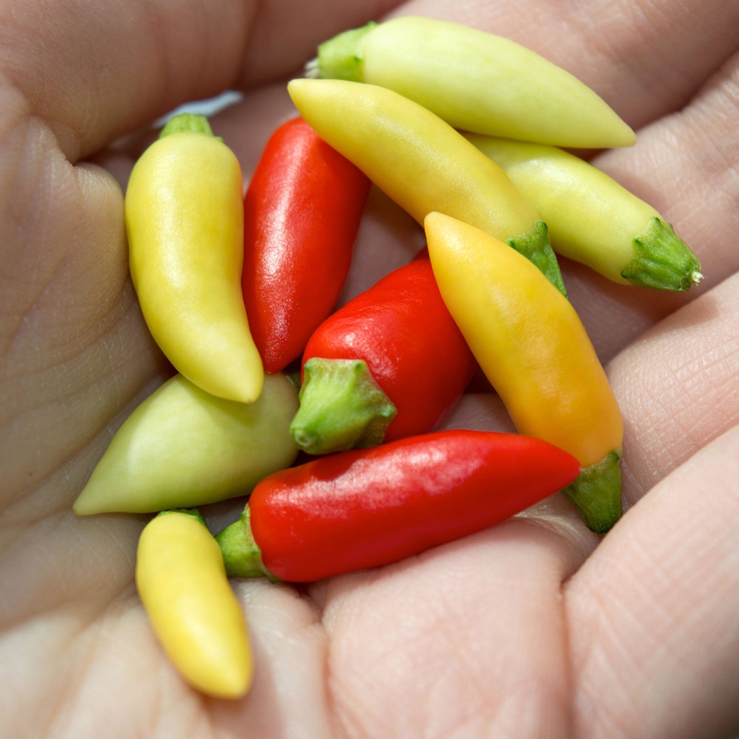 Pepper Joe's Little Elf chili seeds