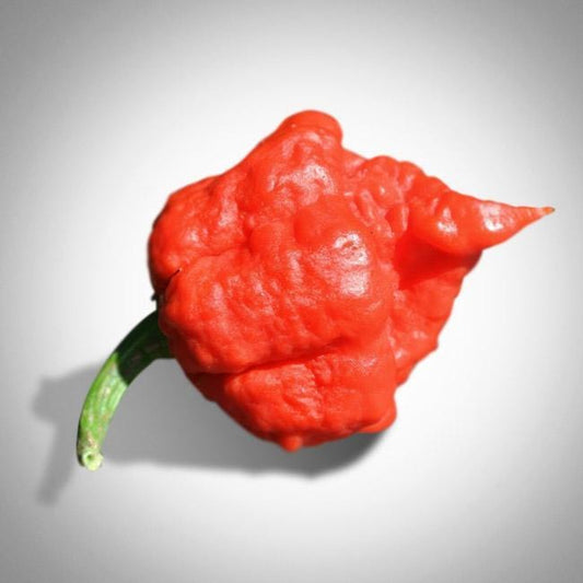 Red MA Wartryx Pepper with green stem
