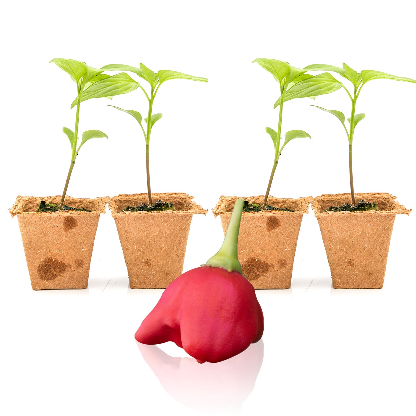 Pepper Joe's Mad Hatter seedlings for sale