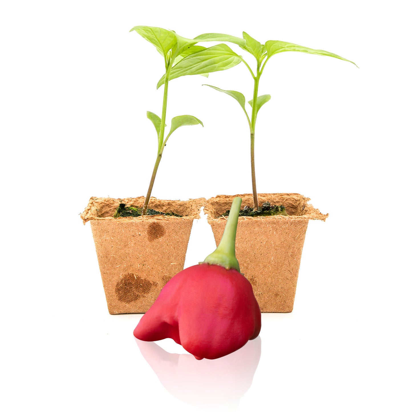 Pepper Joe's Mad Hatter Pepper Plants for sale