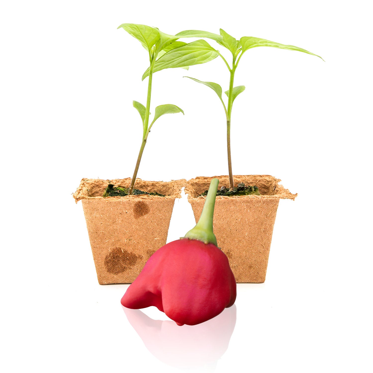 Pepper Joe's Mad Hatter Pepper Plants for sale