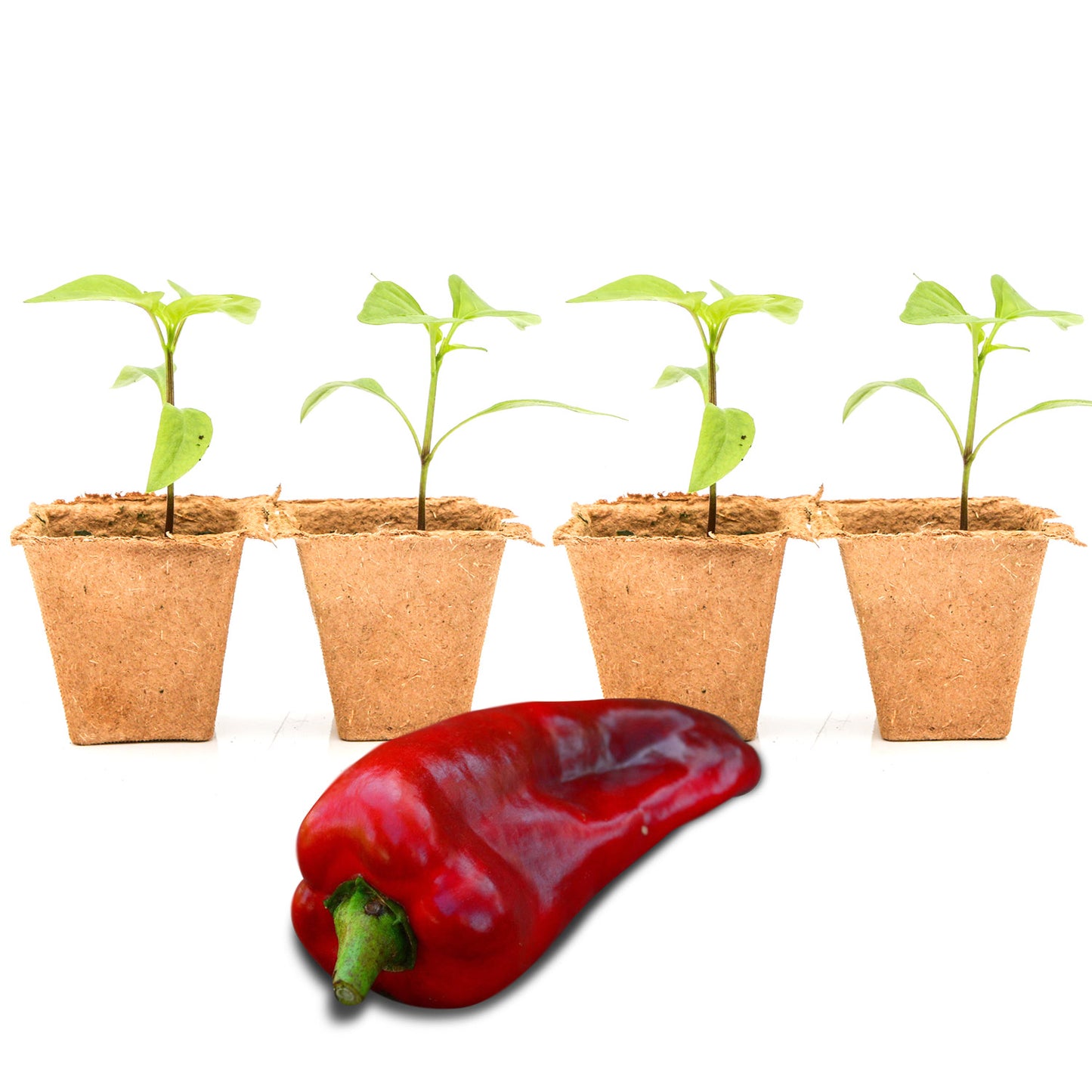 Pepper Joe's Marconi Giant seedlings for sale