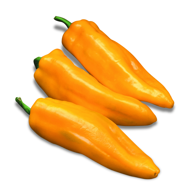 giant marconi sweet pepper, a golden marconi pepper that is a part of the marconi pepper family