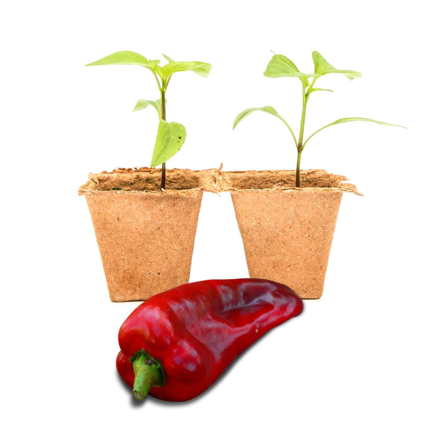 Pepper Joe's Marconi Giant Pepper Plants for sale