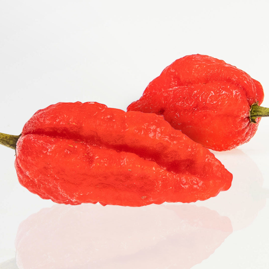 Pepper Joe's Mojo Pumpkintail pepper seeds - two Mojo Pumpkintail pepper pods on white background