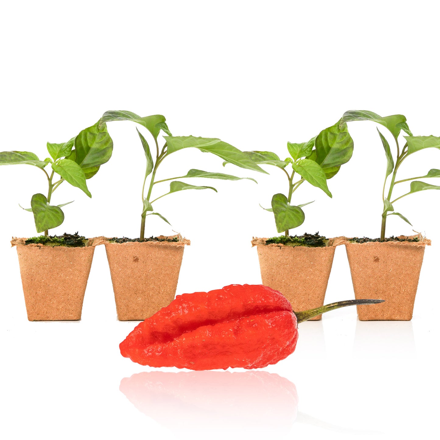 Pepper Joe's Mojo Pumpkintail seedlings for sale