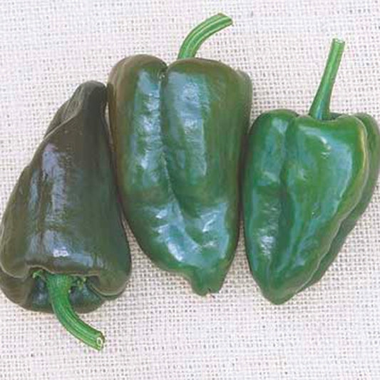 Pepper Joe's Mulato Island pepper seeds - three long thick green peppers lined up next to each other on table