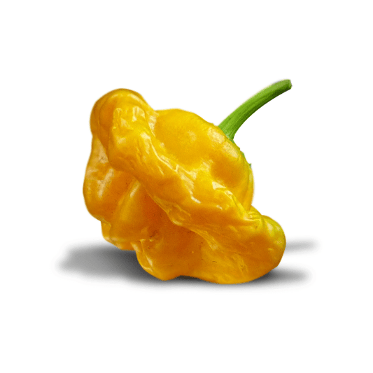 yellow mushroom, also known as jamaican yellow mushroom pepper, 