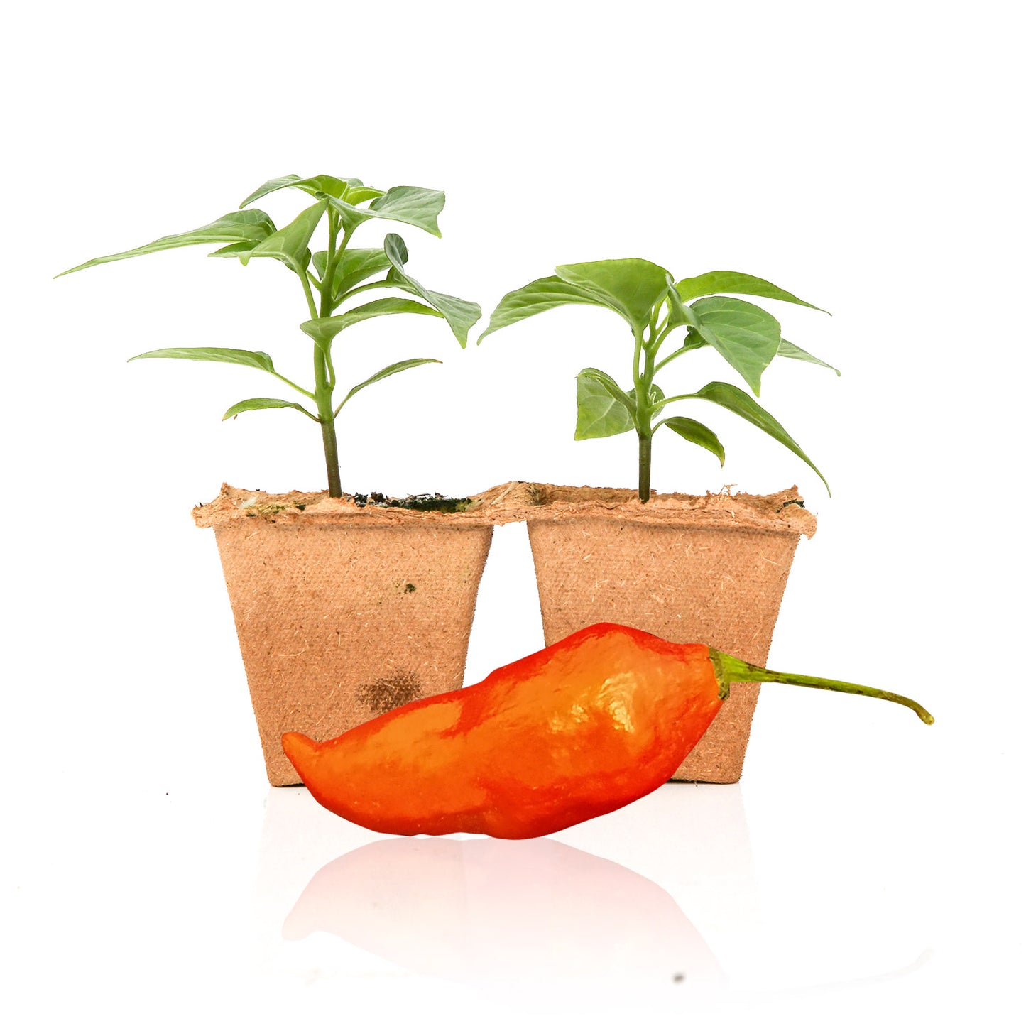 Pepper Joe's Orange Ghost Pepper Plants for sale