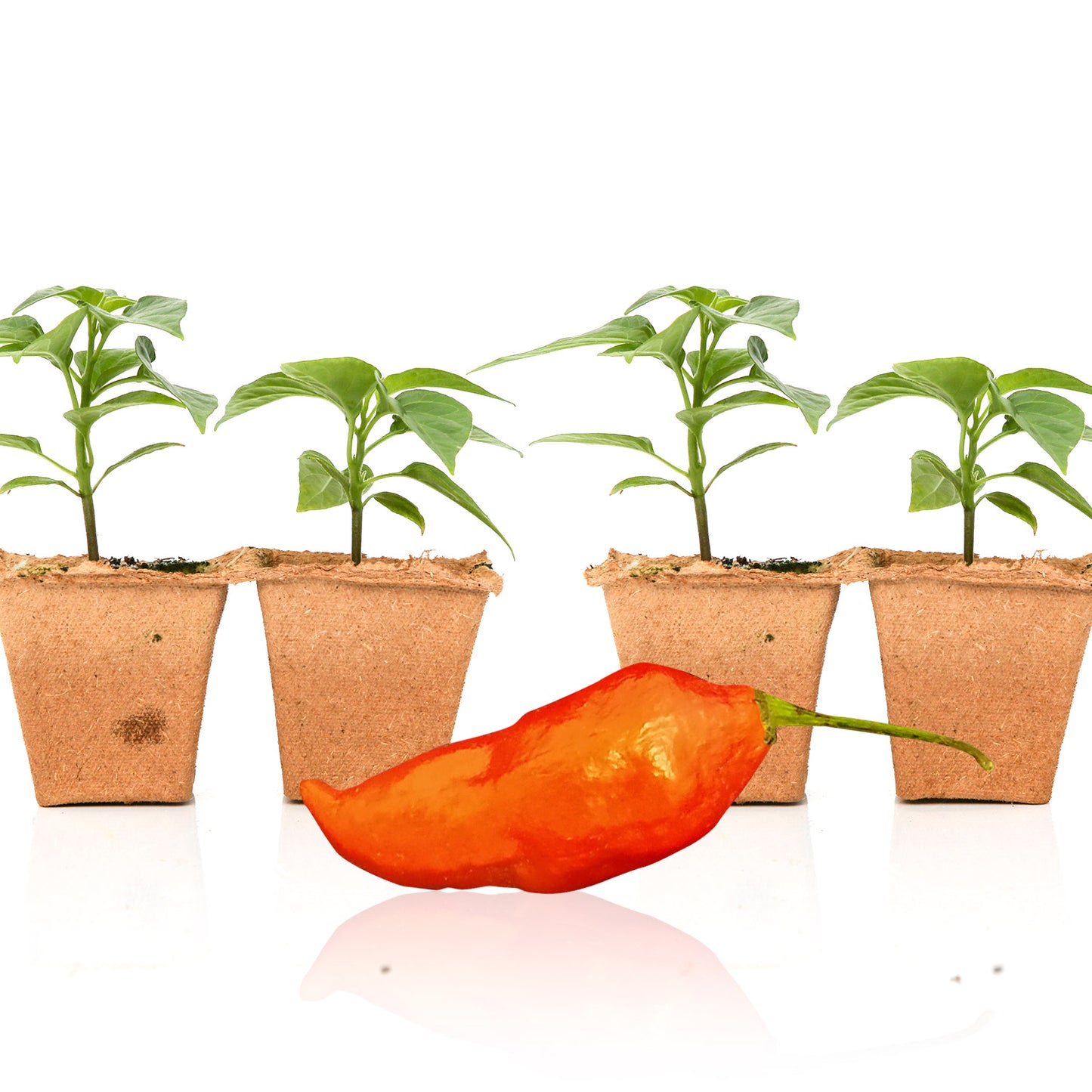 Pepper Joe's Orange Ghost seedlings for sale